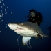 shark_tiger_sand_atlas_v_0388_nca0848.jpg